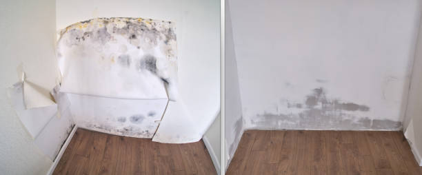 Best Carpet water damage restoration  in Montgomery, PA