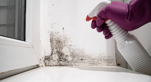 Best Carpet water damage restoration  in Montgomery, PA