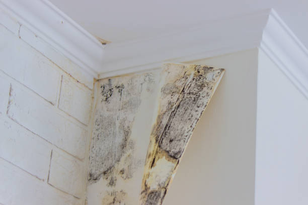 Best Ceiling water damage repair  in Montgomery, PA